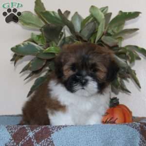 Blake, Lhasa Apso Puppy